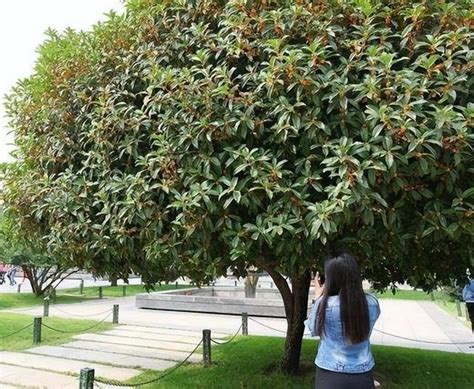 为什么院子里忌讳种桂花树_树根会破坏平坦的院子,第2张